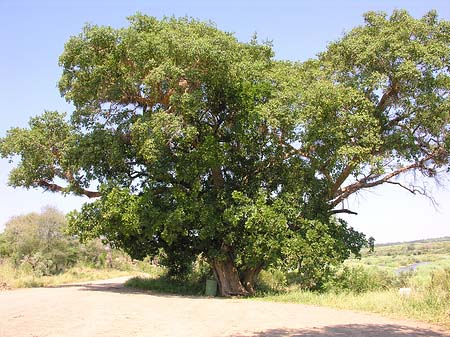 Bäume und Sträucher - Mpumalanga