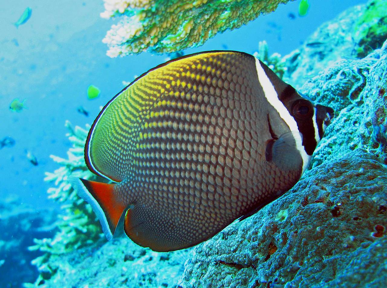  Bildansicht Attraktion  Farbenfrohe Fische im Roten Meer