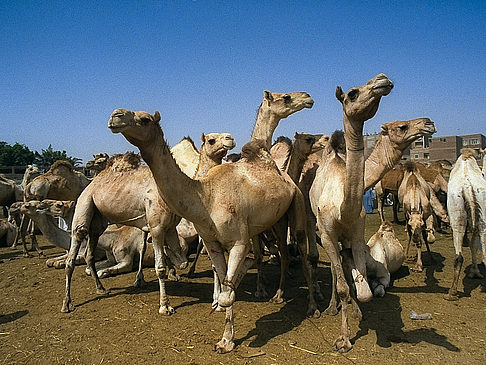  Impressionen Sehenswürdigkeit  von Ägypten 