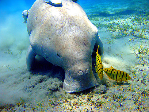 Marsa Alam Foto 