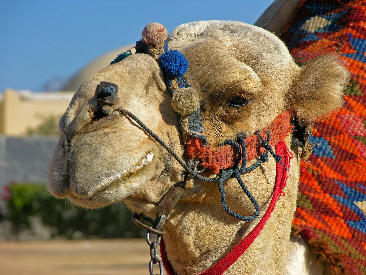 Fotos Oase Bahariya | Bawīti