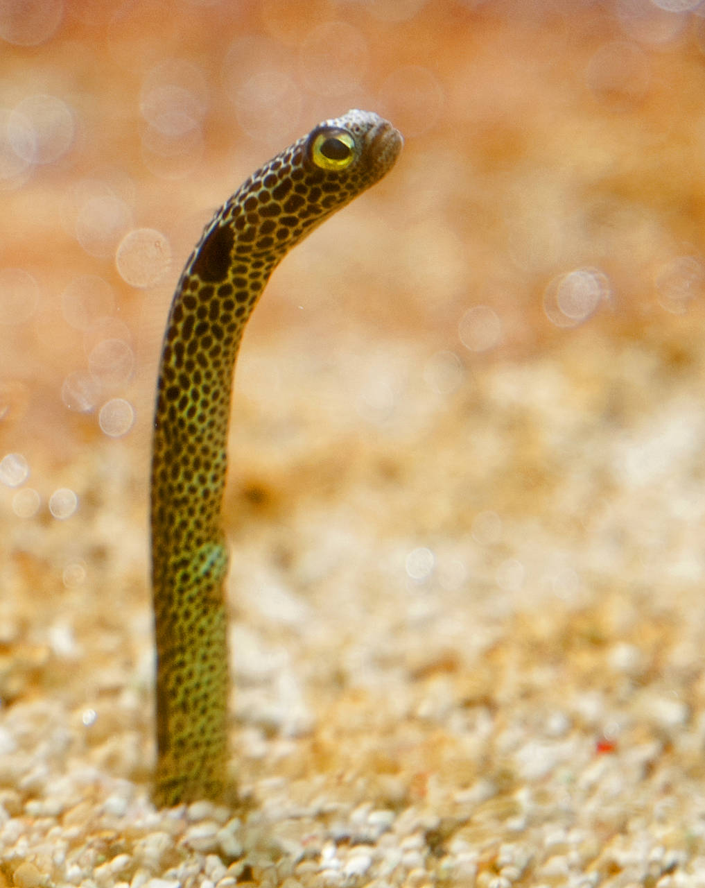  Fotografie Sehenswürdigkeit  Anpirschen bei den scheuen Sandaalen